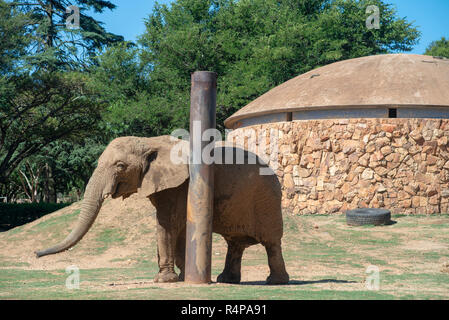 Johannesburg, Südafrika, 28. November 2018. Lammie, ein einsamer Elefant an der Johannesburg Zoo. Der Nationale Rat für SPCAs (NSPCA), in einer Pressemitteilung heute, sagte, es geht um eine Entscheidung, die der Johannesburg Zoo in einem anderen Elefanten in Gefangenschaft zu leben. Die Entscheidung folgt der Tod des anderen Zoo Elefant, Kinkel, früher in diesem Jahr. "Die unverlierbaren Umwelt für die Elefanten auf der Johannesburg Zoo ist schädlich für alle Elefanten,' sagte der NSPCA Pressemitteilung. Credit: Eva-Lotta Jansson/Alamy leben Nachrichten Stockfoto