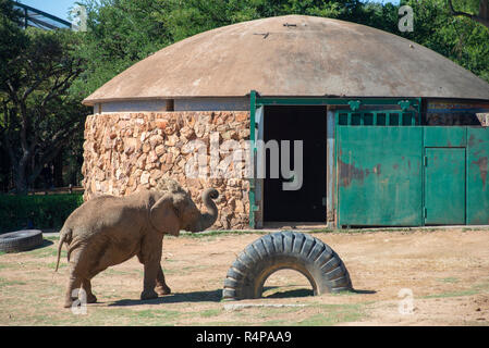 Johannesburg, Südafrika, 28. November 2018. Lammie, ein einsamer Elefant an der Johannesburg Zoo. Der Nationale Rat für SPCAs (NSPCA), in einer Pressemitteilung heute, sagte, es geht um eine Entscheidung, die der Johannesburg Zoo in einem anderen Elefanten in Gefangenschaft zu leben. Die Entscheidung folgt der Tod des anderen Zoo Elefant, Kinkel, früher in diesem Jahr. "Die unverlierbaren Umwelt für die Elefanten auf der Johannesburg Zoo ist schädlich für alle Elefanten,' sagte der NSPCA Pressemitteilung. Credit: Eva-Lotta Jansson/Alamy leben Nachrichten Stockfoto