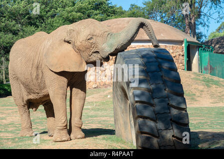 Johannesburg, Südafrika, 28. November 2018. Lammie, ein einsamer Elefant an der Johannesburg Zoo. Der Nationale Rat für SPCAs (NSPCA), in einer Pressemitteilung, sagte, es geht um eine Entscheidung, die der Johannesburg Zoo in einem anderen Elefanten in Gefangenschaft zu leben. Die Entscheidung folgt der Tod von einem anderen Zoo Elefant, Kinkel, früher in diesem Jahr. "Die unverlierbaren Umwelt für die Elefanten auf der Johannesburg Zoo ist schädlich für alle Elefanten ist gut", so die Erklärung. Lammie der Trunk ist Grün, offenbar aus es reibt an der Stalltür. Credit: Eva-Lotta Jansson/Alamy leben Nachrichten Stockfoto