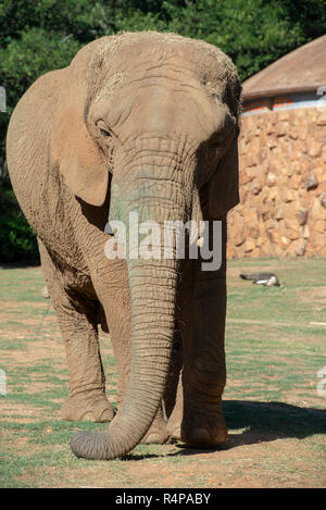 Johannesburg, Südafrika, 28. November 2018. Lammie, ein einsamer Elefant an der Johannesburg Zoo. Der Nationale Rat für SPCAs (NSPCA), in einer Pressemitteilung, sagte, es geht um eine Entscheidung, die der Johannesburg Zoo in einem anderen Elefanten in Gefangenschaft zu leben. Die Entscheidung folgt der Tod von einem anderen Zoo Elefant, Kinkel, früher in diesem Jahr. "Die unverlierbaren Umwelt für die Elefanten auf der Johannesburg Zoo ist schädlich für alle Elefanten ist gut", so die Erklärung. Lammie der Trunk ist Grün, offenbar aus es reibt an der Stalltür. Credit: Eva-Lotta Jansson/Alamy leben Nachrichten Stockfoto