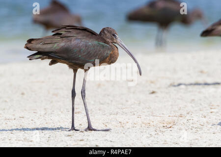 Glossy Ibis (Plegadis falcinellus), unreife auf einem Strand in Oman stehend Stockfoto