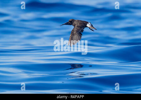 Europäische Storm Petrel (Hydrobates pelagicus melitensis), einzelne im Flug über das Meer Stockfoto