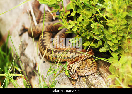 Zwei Frauen im gemeinsamen europäischen Vipern zusammen mit Sonnenbaden auf einem Baumstumpf, Bild im natürlichen Lebensraum entnommen (Vipera berus) Stockfoto