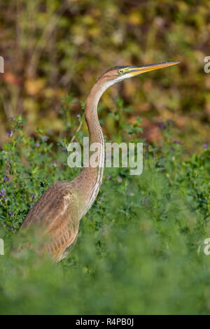 Purpurreiher (Ardea purpurea), juvenile Stellung in einer Luzerne Feld Stockfoto