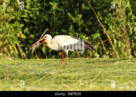 Hungrig Weißstorch essen Ratte (Ciconia ciconia) Stockfoto