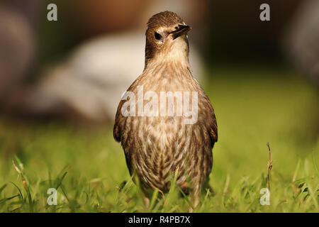 Jung und neugierig common Starling auf Rasen (Sturnus vulgaris) Stockfoto