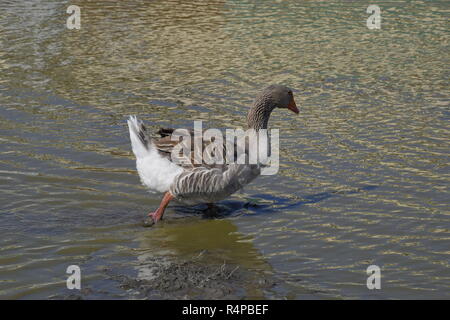 Die Graugans ist im Inland. Hausgemachte Grey Goose. Hausgemachte Gänse in einem künstlichen Teich Stockfoto