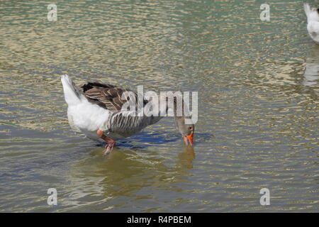 Die Graugans ist im Inland. Hausgemachte Grey Goose. Hausgemachte Gänse in einem künstlichen Teich Stockfoto