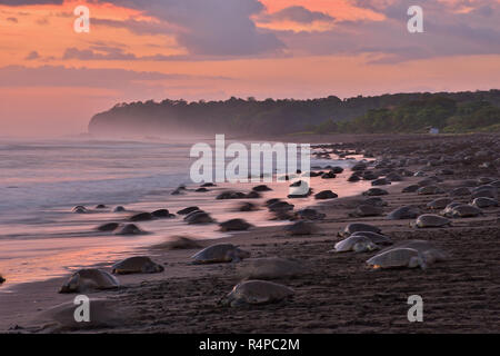 Eine massive Schildkröten Verschachtelung von Olive Ridley Seeschildkröten in Ostional Strand, Costa Rica, Guancaste Stockfoto