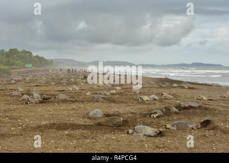 Eine massive Schildkröten Verschachtelung von Olive Ridley Seeschildkröten in Ostional Strand, Costa Rica, Guancaste Stockfoto