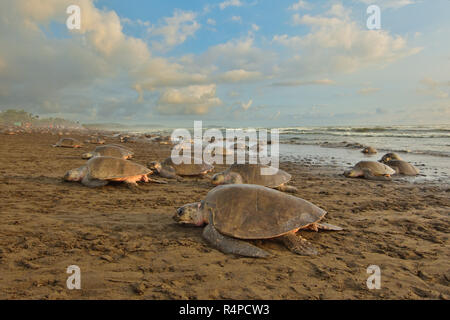 Eine massive Schildkröten Verschachtelung von Olive Ridley Seeschildkröten in Ostional Strand, Costa Rica, Guancaste Stockfoto