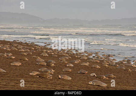 Eine massive Schildkröten Verschachtelung von Olive Ridley Seeschildkröten in Ostional Strand, Costa Rica, Guancaste Stockfoto