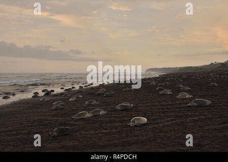 Eine massive Schildkröten Verschachtelung von Olive Ridley Seeschildkröten in Ostional Strand, Costa Rica, Guancaste Stockfoto