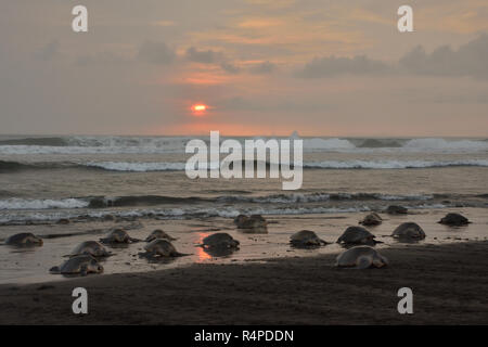 Eine massive Schildkröten Verschachtelung von Olive Ridley Seeschildkröten in Ostional Strand, Costa Rica, Guancaste Stockfoto