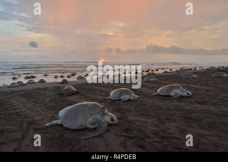 Eine massive Schildkröten Verschachtelung von Olive Ridley Seeschildkröten in Ostional Strand, Costa Rica, Guancaste Stockfoto