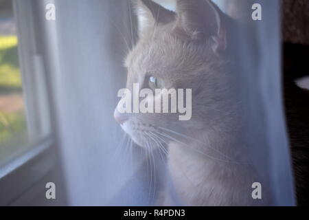 Katze hinter Vorhang Stockfoto