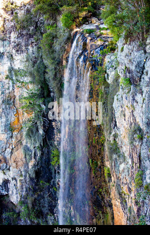 Purling Bach fällt Wasserfall in Springbrook National Park, das Hinterland der Gold Coast, Australien Stockfoto