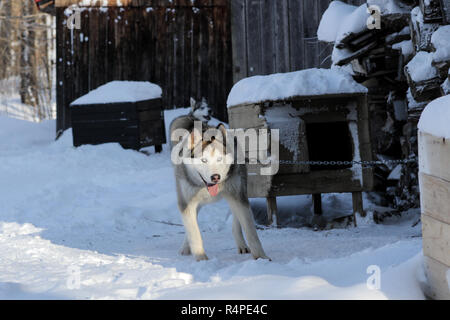 Ein sibirischer Husky im Winter auf einem Hundeschlitten Trainingslager in Quebec, Kanada. Stockfoto