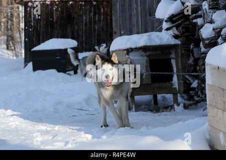 Ein sibirischer Husky im Winter auf einem Hundeschlitten Trainingslager in Quebec, Kanada. Stockfoto