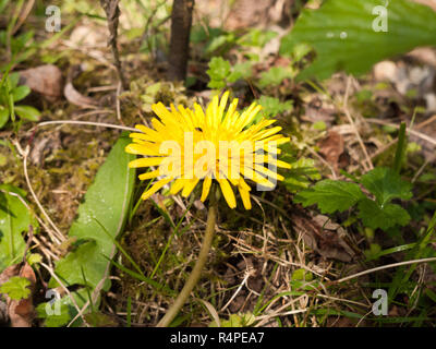 Schönen Schuß von einem gelben Löwenzahn auf dem Waldboden Stockfoto