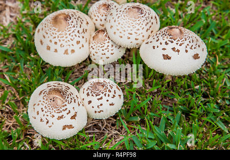 Regenschirm Pilze in neuen soth Wales Australien Stockfoto