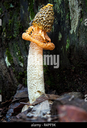 Pilz in Australien Schleier lady Phallus Cognac Stockfoto