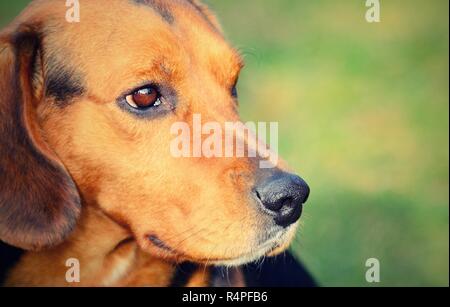 Hund-Porträt Stockfoto