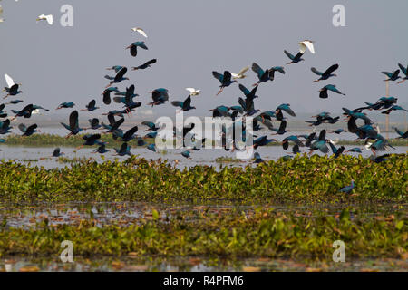 Lila Sumpfhuhn, Lokal "kaim an Baikka Beel Heiligtum. Es ist ein Naturschutzgebiet in der Hagel Haor Feuchtgebiete in der Nähe von Srimangal. Moulvibazar, Bangla Stockfoto