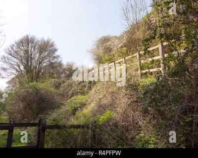 Ein Zaun und Tor durch einen Wald von Bäumen und Pflanzen Stockfoto