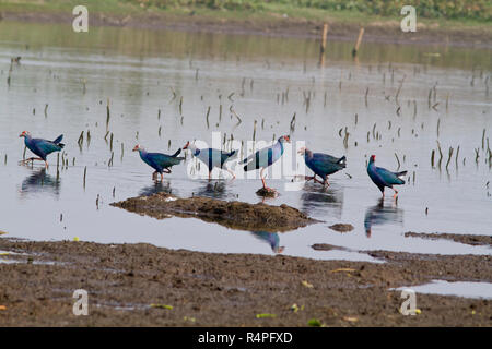 Lila Sumpfhuhn, Lokal "kaim an Baikka Beel Heiligtum. Es ist ein Naturschutzgebiet in der Hagel Haor Feuchtgebiete in der Nähe von Srimangal. Moulvibazar, Bangla Stockfoto