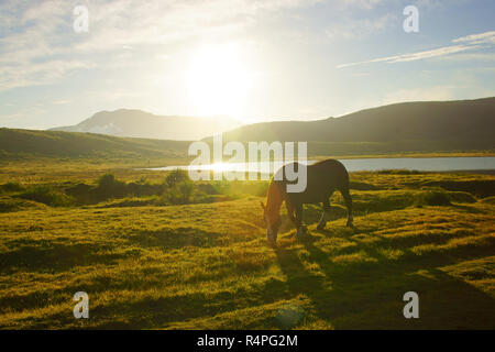 Pferd in Kusasenri, Präfektur Kumamoto, Japan Stockfoto