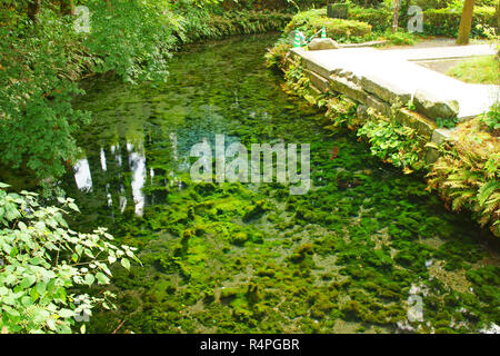 Quelle der Shirakawa Fluss, Präfektur Kumamoto, Japan Stockfoto