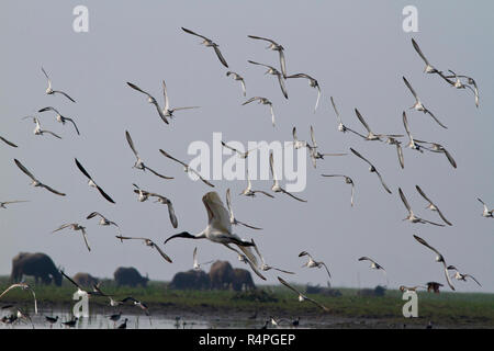 Black-headed Ibis, Lokal "Kalo Matha Kastechora an Baikka Beel Heiligtum. Es ist ein Naturschutzgebiet in der Hagel Haor Feuchtgebiete in der Nähe von Srimangal. Stockfoto