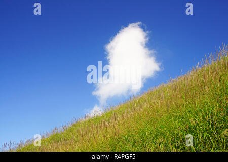 Bereich der japanischen Gras (Miscanthus sinensis) Stockfoto