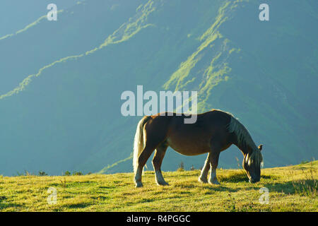 Pferd in Aso, Präfektur Kumamoto, Japan Stockfoto