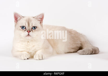 Katze Britisch Kurzhaar 14521 Stockfoto