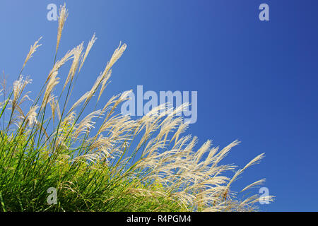 Japanische Gras (Miscanthus sinensis) Stockfoto