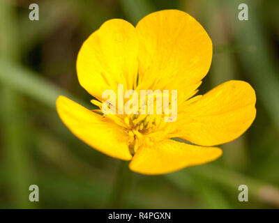 Eine wunderschöne buttercup Nahaufnahme Makro Detail gelbe und grüne Gras und Blätter Hintergrund verschwimmen. Ranunculus. Stockfoto