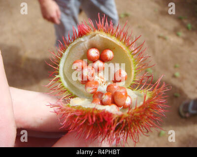 Frucht der Annatto oder Roucou oder Achiote Bixa Orellana in Afrika Stockfoto