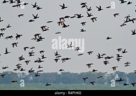 Auch genannt Herde von Zugvögeln auf Tanguar Haor Tangua Haor. Es ist ein einzigartiges Feuchtgebiet-Ökosystem. Jeden Winter wird die Haor Heimat von etwa 200 Arten o Stockfoto