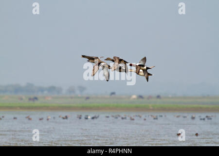 Auch genannt Herde von Zugvögeln auf Tanguar Haor Tangua Haor. Es ist ein einzigartiges Feuchtgebiet-Ökosystem. Jeden Winter wird die Haor Heimat von etwa 200 Arten o Stockfoto