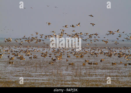 Auch genannt Herde von Zugvögeln auf Tanguar Haor Tangua Haor. Es ist ein einzigartiges Feuchtgebiet-Ökosystem. Jeden Winter wird die Haor Heimat von etwa 200 Arten o Stockfoto