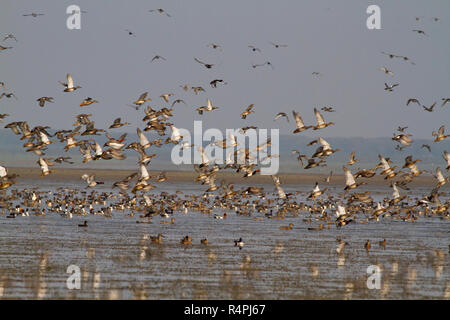 Auch genannt Herde von Zugvögeln auf Tanguar Haor Tangua Haor. Es ist ein einzigartiges Feuchtgebiet-Ökosystem. Jeden Winter wird die Haor Heimat von etwa 200 Arten o Stockfoto