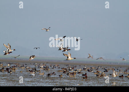 Auch genannt Herde von Zugvögeln auf Tanguar Haor Tangua Haor. Es ist ein einzigartiges Feuchtgebiet-Ökosystem. Jeden Winter wird die Haor Heimat von etwa 200 Arten o Stockfoto