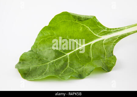 Mangold (Beta vulgaris Subsp Vulgaris) Stockfoto