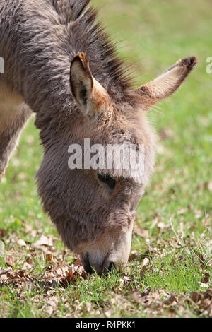 Kopf Studie weidenden Esel equus Africanus asinus Stockfoto