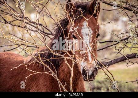 Nahaufnahme der jungen Wilden colt Peering durch die Büsche und schauen in die Kamera Stockfoto