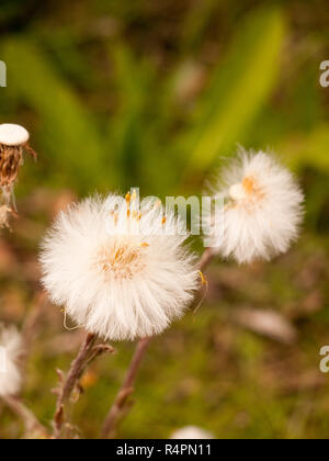 Glühende Wispy Baumwolle weiß Löwenzahn Blume Köpfe Close-up im Frühjahr Stockfoto