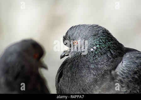 Zwei Tauben Nahaufnahme Stockfoto