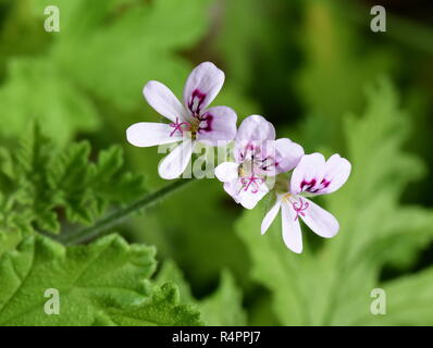 Blumen und Blätter von Rosen - duftende Pelargonium graveolens Stockfoto